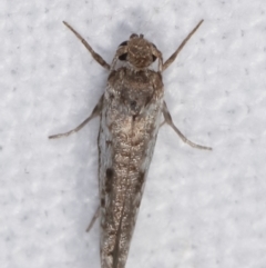 Lepidoptera provisional species 1 at Melba, ACT - 19 Feb 2021 10:05 PM