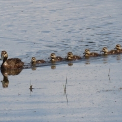 Anas superciliosa (Pacific Black Duck) at Fyshwick, ACT - 21 Feb 2021 by RodDeb