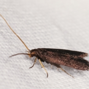 Lecithocera terrigena at Melba, ACT - 19 Feb 2021 10:09 PM