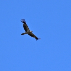 Haliastur sphenurus (Whistling Kite) at Fyshwick, ACT - 21 Feb 2021 by RodDeb