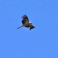 Haliastur sphenurus at Fyshwick, ACT - 21 Feb 2021 12:30 PM