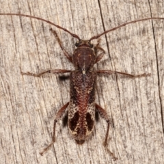 Phacodes personatus (Longhorn beetle) at Melba, ACT - 19 Feb 2021 by kasiaaus