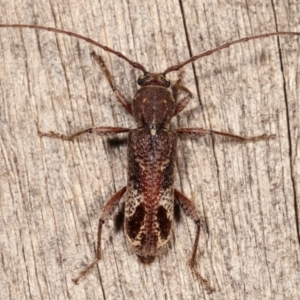 Phacodes personatus at Melba, ACT - 19 Feb 2021 10:16 PM