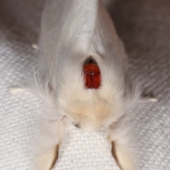 Trichiocercus sparshalli at Melba, ACT - 20 Feb 2021