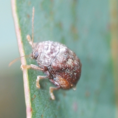 Cadmus (Lachnabothra) subgenus (A case-bearing leaf beetle) at Tinderry, NSW - 20 Feb 2021 by Harrisi