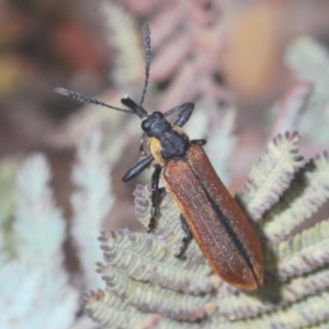 Rhinotia haemoptera at Tinderry, NSW - 20 Feb 2021 01:59 PM