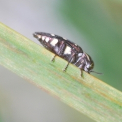 Diphucrania duodecimmaculata (12-spot jewel beetle) at Tinderry, NSW - 20 Feb 2021 by Harrisi