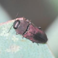 Anilara angusta (A jewel beetle) at Tinderry, NSW - 20 Feb 2021 by Harrisi