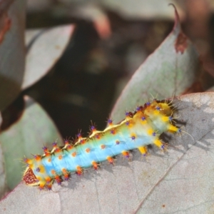 Opodiphthera eucalypti at Tinderry, NSW - 20 Feb 2021