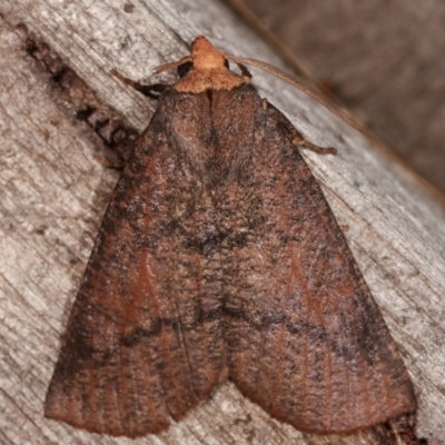 Fisera eribola (Orange-hooded Crest-moth) at Melba, ACT - 19 Feb 2021 by kasiaaus