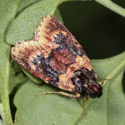 Araeopaschia sp. ANIC19 (A Pyralid moth (Epipaschinae) at Melba, ACT - 20 Feb 2021 by kasiaaus