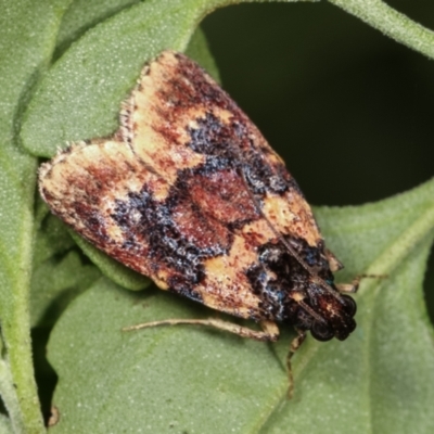 Araeopaschia undescribed spANIC19 (A Pyralid moth) at Melba, ACT - 20 Feb 2021 by kasiaaus