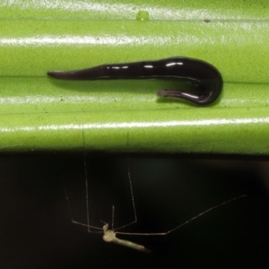 Anisorhynchodemus guttatus at Acton, ACT - 21 Feb 2021