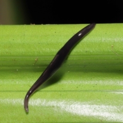 Anisorhynchodemus guttatus at Acton, ACT - 21 Feb 2021 12:52 PM