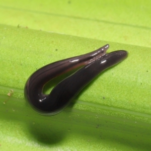 Anisorhynchodemus guttatus at Acton, ACT - 21 Feb 2021 12:52 PM