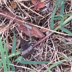 Uresiphita ornithopteralis at Kingston, ACT - 21 Feb 2021 06:00 PM