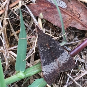 Uresiphita ornithopteralis at Kingston, ACT - 21 Feb 2021 06:00 PM