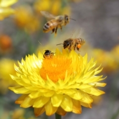 Apis mellifera (European honey bee) at Acton, ACT - 20 Feb 2021 by TimL