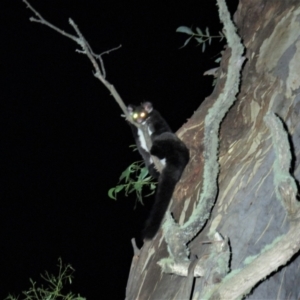 Petauroides volans at Uriarra, NSW - suppressed