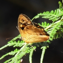 Heteronympha penelope (Shouldered Brown) at Cotter River, ACT - 21 Feb 2021 by Sarah2019