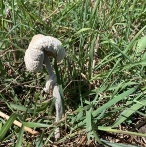 Chlorophyllum/Macrolepiota sp. (genus) at Holt, ACT - 19 Feb 2021 02:16 PM