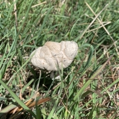 Chlorophyllum/Macrolepiota sp. (genus) at Holt, ACT - 19 Feb 2021 02:16 PM