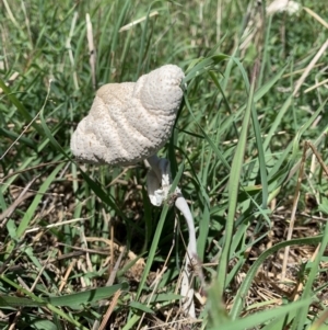 Chlorophyllum/Macrolepiota sp. (genus) at Holt, ACT - 19 Feb 2021 02:16 PM