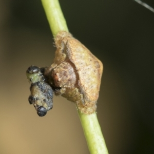 Dolophones sp. (genus) at Higgins, ACT - 22 Feb 2021