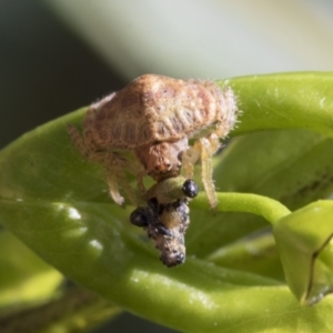 Dolophones sp. (genus) at Higgins, ACT - 22 Feb 2021