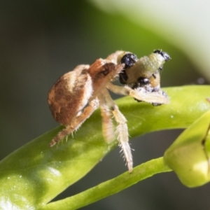 Dolophones sp. (genus) at Higgins, ACT - 22 Feb 2021