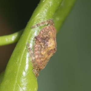 Dolophones sp. (genus) at Higgins, ACT - 22 Feb 2021