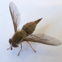 Trichophthalma punctata (Tangle-vein fly) at Rugosa - 21 Feb 2021 by SenexRugosus