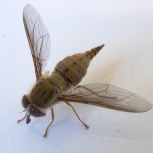 Trichophthalma punctata at Yass River, NSW - 21 Feb 2021