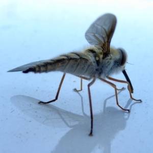 Trichophthalma punctata at Yass River, NSW - 21 Feb 2021