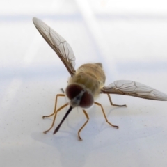 Trichophthalma punctata at Yass River, NSW - 21 Feb 2021