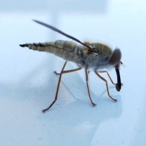 Trichophthalma punctata at Yass River, NSW - 21 Feb 2021