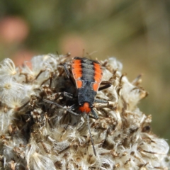 Melanerythrus mutilatus (A seed eating bug) at Cotter River, ACT - 19 Feb 2021 by MatthewFrawley