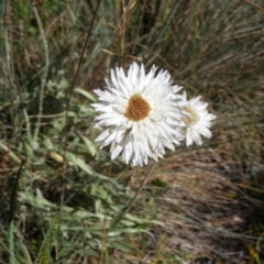 Leucochrysum alpinum (Alpine Sunray) at Cotter River, ACT - 20 Feb 2021 by MatthewFrawley