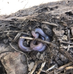 Anilios nigrescens at Carwoola, NSW - suppressed