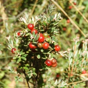 Acrothamnus hookeri at Cotter River, ACT - 20 Feb 2021