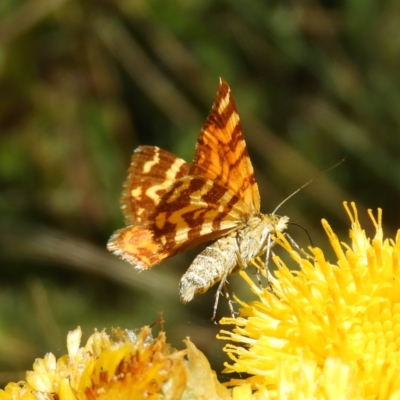 Chrysolarentia chrysocyma (Small Radiating Carpet) at Cotter River, ACT - 20 Feb 2021 by MatthewFrawley