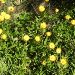 Xerochrysum subundulatum (Alpine Everlasting) at Cotter River, ACT - 20 Feb 2021 by MatthewFrawley