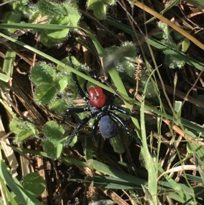 Missulena occatoria (Red-headed Mouse Spider) at Oakey Hill - 22 Feb 2021 by LOz