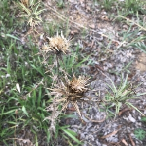 Carthamus lanatus at Hughes, ACT - 18 Feb 2021