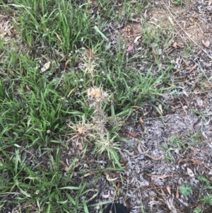 Carthamus lanatus at Hughes, ACT - 18 Feb 2021