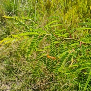 Gleditsia triacanthos at O'Malley, ACT - 21 Feb 2021 10:11 AM