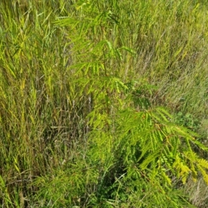 Gleditsia triacanthos at O'Malley, ACT - 21 Feb 2021 10:11 AM