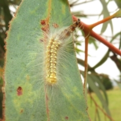 Uraba lugens (Gumleaf Skeletonizer) at Dunlop, ACT - 19 Feb 2021 by Christine