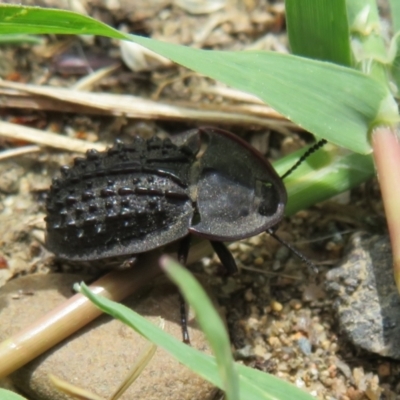 Helea ovata (Pie-dish beetle) at Dunlop, ACT - 19 Feb 2021 by Christine