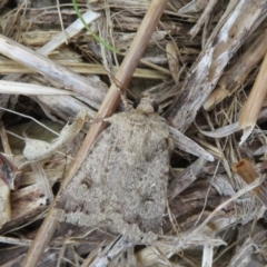 Proteuxoa (genus) at Dunlop, ACT - 19 Feb 2021 01:24 PM